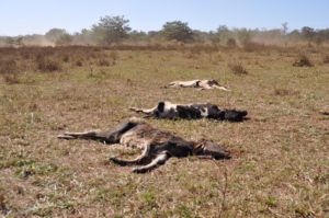 Animais mortos na propriedade do produtor rural Fabio